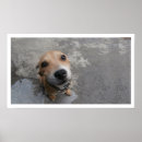 Suche nach sucht poster Hund