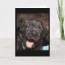 Recherche de corsos vœux cartes Mastiff