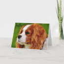 Suche nach cavalier king charles spaniel karten Freundin