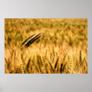 Recherche de oreille posters Blé