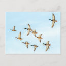 Suche nach enten im flug poster Tierwelt