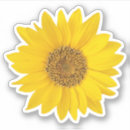 Recherche de tournesol autocollants Photographie florale