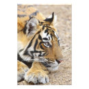 Suche nach wilder tiger poster Sawaimadhopur