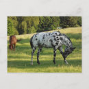 Suche nach ranching postkarten Pferd