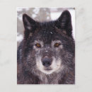 Suche nach wolf foto postkarten Natur
