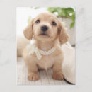 Recherche de miniatures cartes postales Dachshund