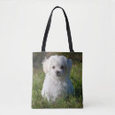 Suche nach maltipoo taschen Tier