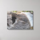 Suche nach donkey leinwandbilder Maultier