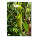Recherche de plantes carnivores cartes postales Sarracenia