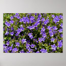 Suche nach glockenblume poster Campanula