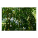 Recherche de tropical palm trees posters Vert
