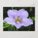 Recherche de fleur exotique cartes postales Pour tous