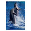 Suche nach delfine poster Delfinliebhaber