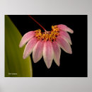 Suche nach rosa orchideen poster Mit blumen