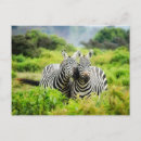 Suche nach zebras postkarten Tierwelt
