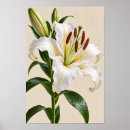 Suche nach weiße lilien poster Elegant