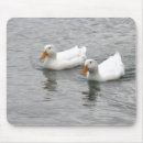 Suche nach weiße enten mousepads Wasser