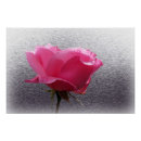 Suche nach graue rose poster Rosa