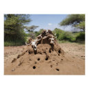 Suche nach termiten poster Afrika