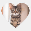 Suche nach kitesurf aufkleber Katze