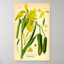 Suche nach antikes botanisches poster Illustration