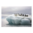 Suche nach adelie penguin poster Antarktis