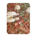 Recherche de champignons magnets Réfrigérateur