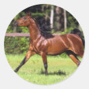 Suche nach arabische pferde aufkleber Bob langrish