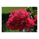 Recherche de rose et bourgeon de rose posters Botanique