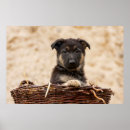 Recherche de chiot de berger allemand posters Parc