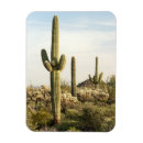 Recherche de saguaro magnets Nature