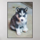 Suche nach siberian husky poster Haustier