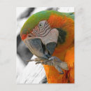 Recherche de arlequin cartes postales Nature