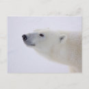 Suche nach wintertiere postkarten Eisbären