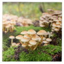 Suche nach wald fliesen Moos
