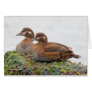 Suche nach grüne ente karten Natur