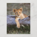 Suche nach safaritiere postkarten Wildkatze