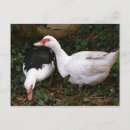 Recherche de lierre cartes postales Noir