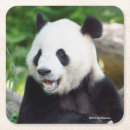 Recherche de pandas mignons dessous de verres Photos de panda