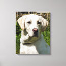 Suche nach labrador retriever leinwandbilder Tier