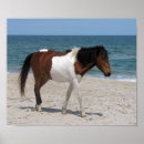 Suche nach wild horse poster Tier