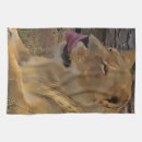 Recherche de jungle cuisine linges Chat