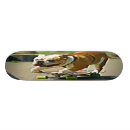 Recherche de patineur skateboards Animal