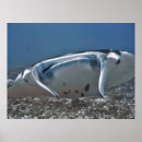 Suche nach manta poster Strahl