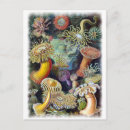 Suche nach ernst von haeckel postkarten Vintag