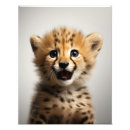 Suche nach baby gepard poster Safari