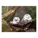 Recherche de chouettes art De chouette