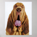 Suche nach bluthund poster Haustiere