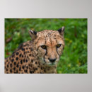 Suche nach geparden poster Tierwelt