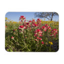 Recherche de texas magnets Comté